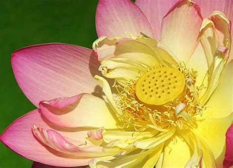Pink Lotus Photograph By Bruce Bley Fine Art America