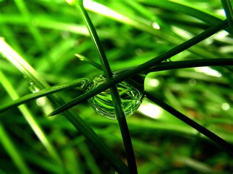 Closeup Photo Of Water Drop On Green Grass Hd Wallpaper Wallpaper Flare