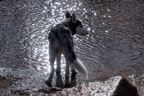 The Majestic Miniature Wolf I Spotted At His Local Watering Hole