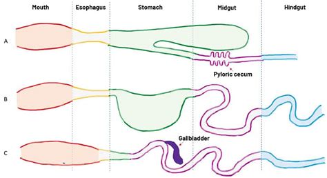 Differences In Digestion Between Carnivorous Fishes And Omnivorous Fishes
