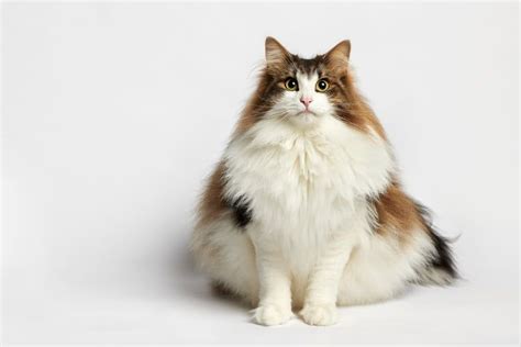 10 Large Cat Breeds All The Basics About Big House Cats Large Cat Breeds Norwegian Forest