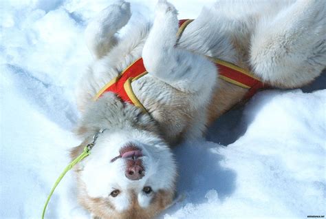 The Puppy Siberian Husky Playing In The Snow Wallpapers And Images