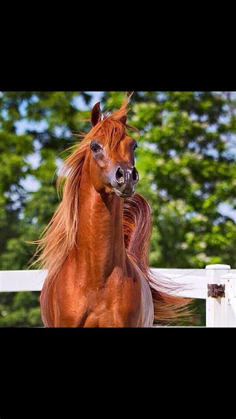 Beautiful Brilliant Chestnut Chestnut Horse Beautiful Horses Pretty