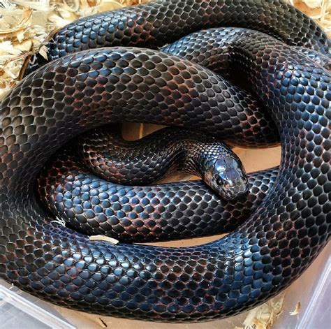 They are found in forests, deserts, swamps and some snakes, like the cottonmouth water moccasin of north america live in water part of the time. Black Milk Snakes-Costs, Facts, Genetics and Morphs ...