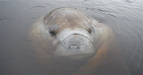 Manatee Sightings 6 Places To Spot Sea Cows In Southwest Florida