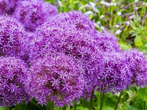 Do You Wish For A Garden Filled With Perennials That Bloom All Summer
