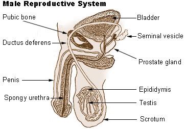 Anatomy Of The Male Reproductive System Info Uru Ac Th