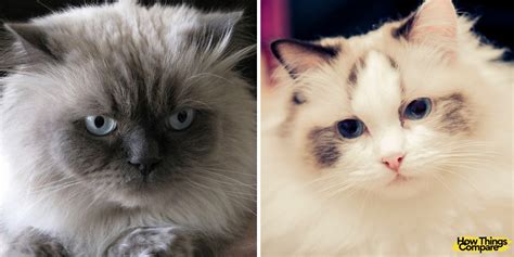 Himalayan Cat Vs Ragdoll How Are They Different
