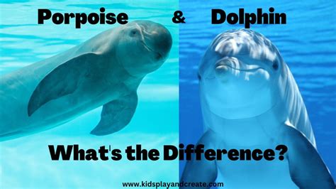 What Is The Difference Between A Dolphin And A Porpoise Kids Play
