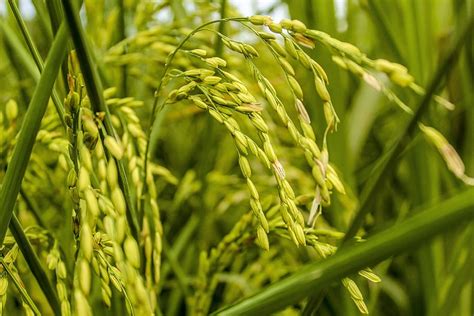 Rice Agriculture Wallpaper