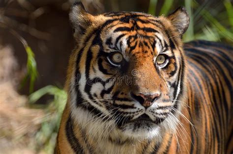 Beautiful Tiger Stock Image Image Of Closeup Expression 46235971