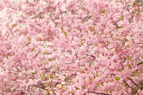 Japanese Cherry Blossoms Stock Photo Royalty Free Freeimages