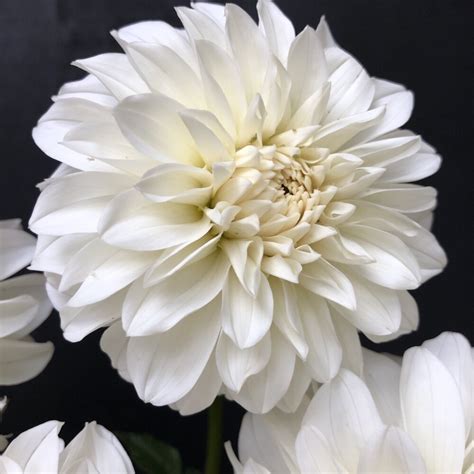 Dahlia Blizzard — Goldenrod Gardens