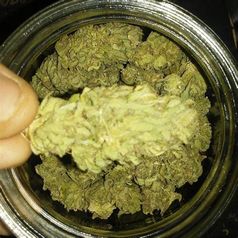 Buy Mango Cannabis Strain Australia 420 Delivery Sydney