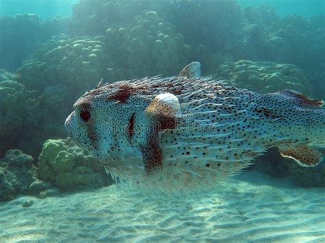 Egypt Underwater Red Sea Taba Fish Stock Photo Image Of Egypt Wild