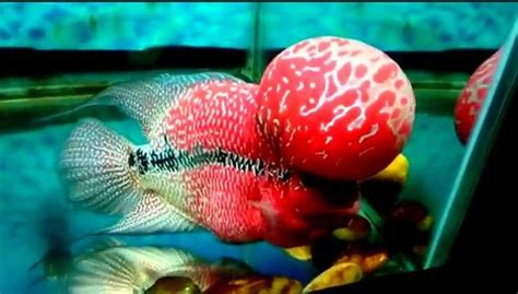 Gambar Ikan Louhan Terbaik Dari Juara Kontes