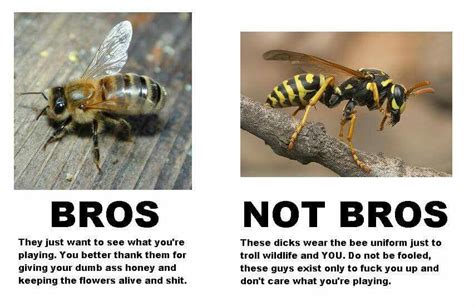 Bees Vs Wasps Bees And Wasps Bee Sting Save The Bees Know Your Meme