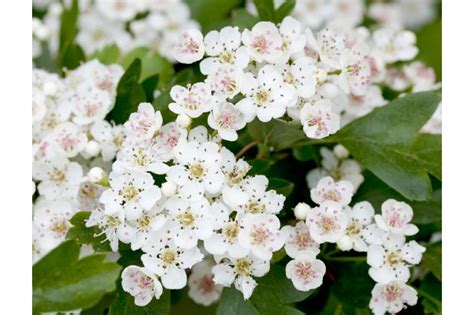 White flowering trees identification uk. How to identify spring blossom - Countryfile.com