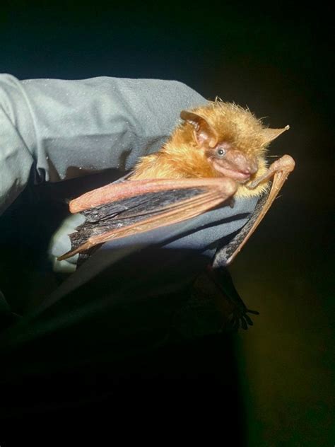 That Derpy Pip Smile Tricolored Bat Batty