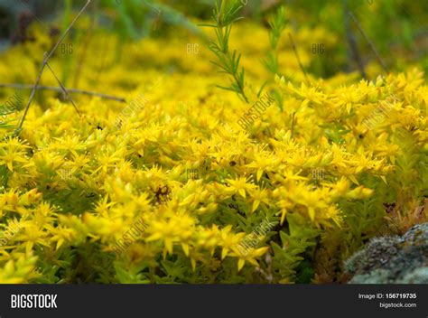 Yellow Flowering Moss Image And Photo Free Trial Bigstock