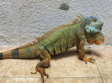 10 Things You Need To Know Before Getting A Pet Green Iguana Petpress
