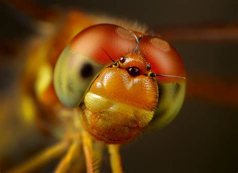 Why Dragonflies Would Make Brilliant Spies The National Wildlife