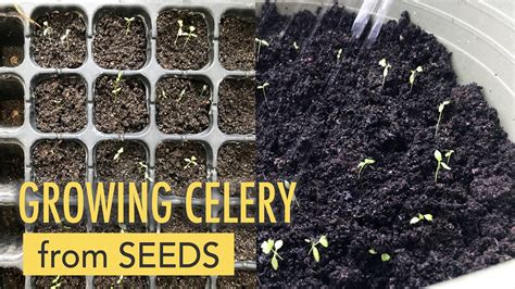 Try Growing Celery From Seeds Youtube