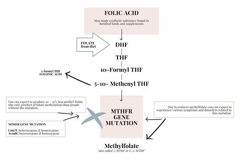 Mthfr Gene Mutation What You Need To Know Prana Thrive