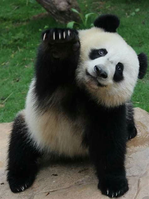 Youhoo Panda Bear Cute Baby Animals Cute Panda