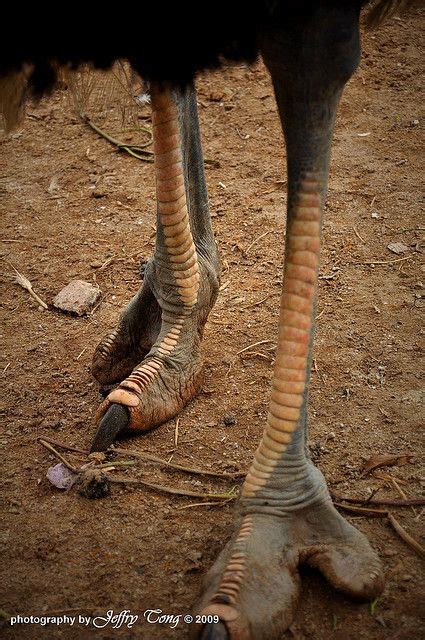 Ostrich Legs Walk As If You Are Kissing The Earth With Your Feet