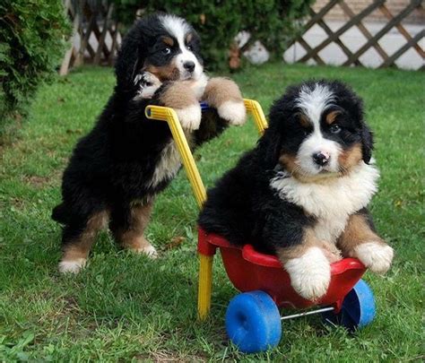 Pin By Bumps On Bernese Mountain Dogs Cute Dogs Cute Puppies Cute