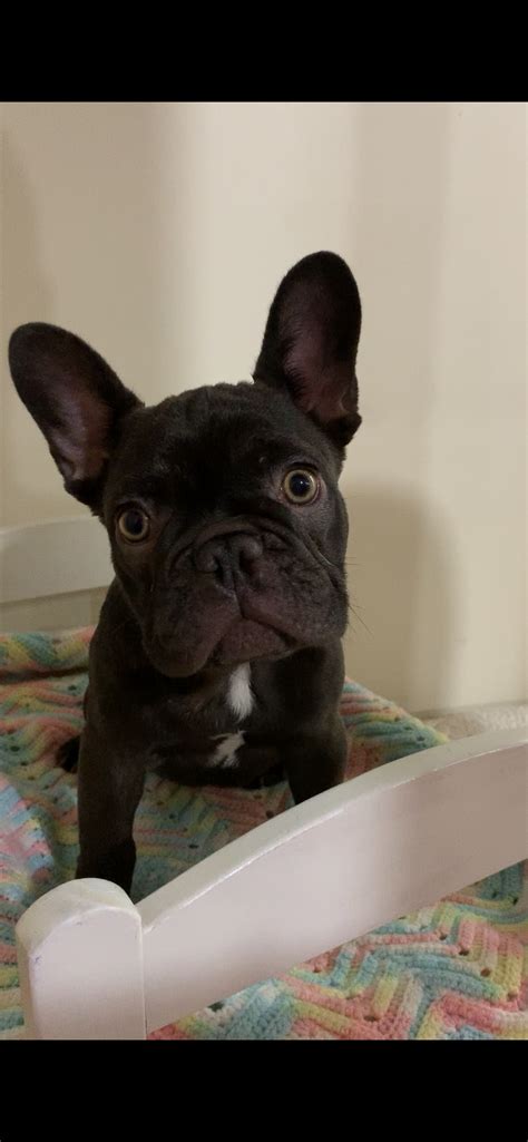 The breed is the result of a cross between toy bulldogs imported from england and local ratters in paris, france, in the 1800s. Chocolate French Bulldog | Chocolate french bulldog ...