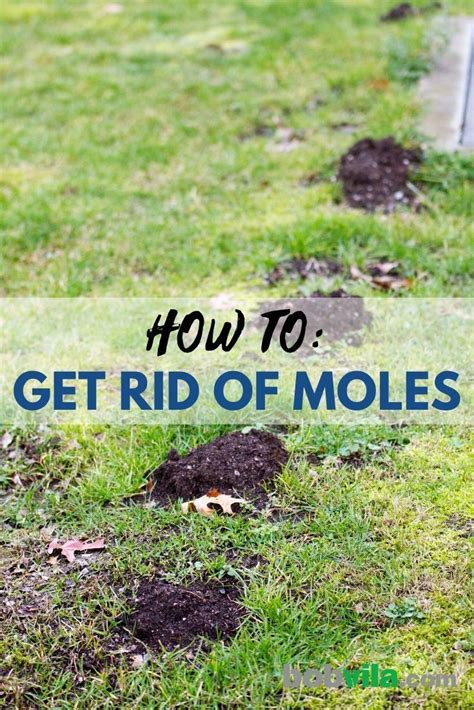 How To Get Rid Of Moles Modern Design Moles In Yard Diy Lawn