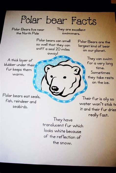 Polar Bear Facts For Kids Printable Tedy Printable Activities
