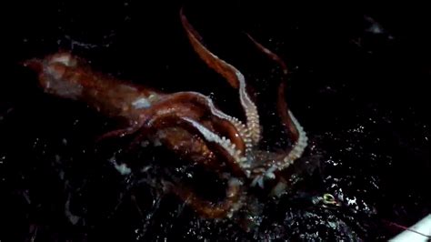 genus architeuthis. … english new terms dictionary. List of giant squid specimens and sightings (21st century ...