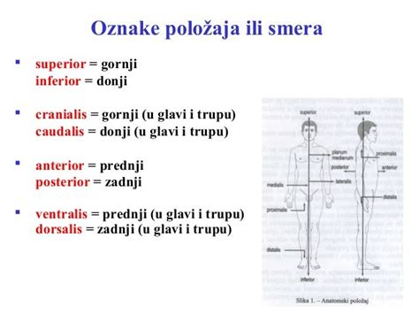 Anatomija Uvod 1