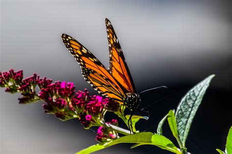 California / Monarch Butterfly on Flower