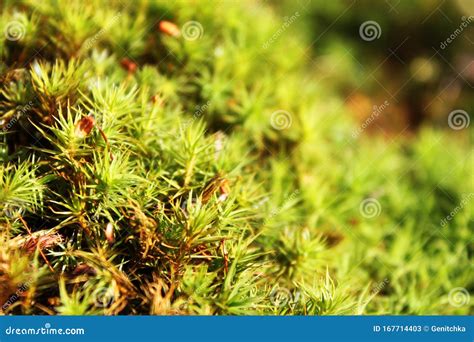 Macro View Of Fresh Green Color Polytrichum Moss Polytrichum Close Up