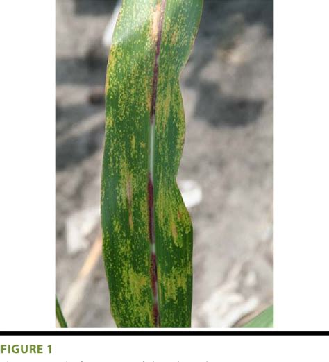 Pdf Physoderma Brown Spot And Stalk Rot Of Corn Caused By Physoderma