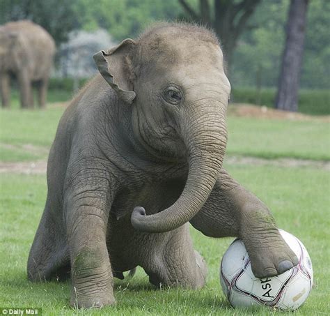 Euro 2012 Hilarious Video Shows Elephant Playing Football Daily Mail