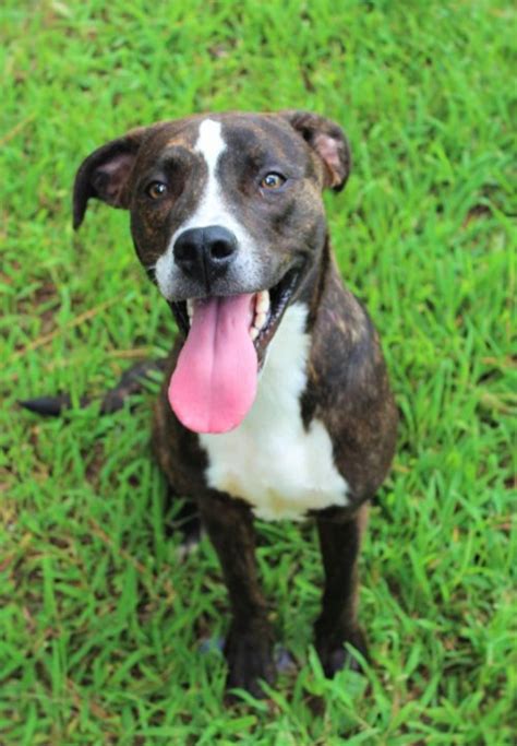 See hundreds of dogs, puppies, cats, kittens and more animals available for adoption. Humane Society of Southern Illinois - Open acess animal ...