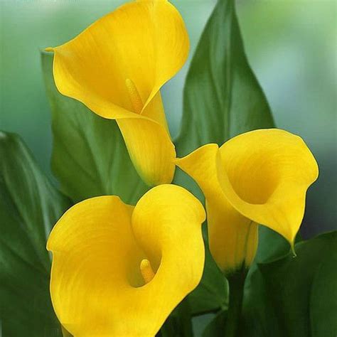 10 Blubs Rare Color Yellow Calla Lily Flower