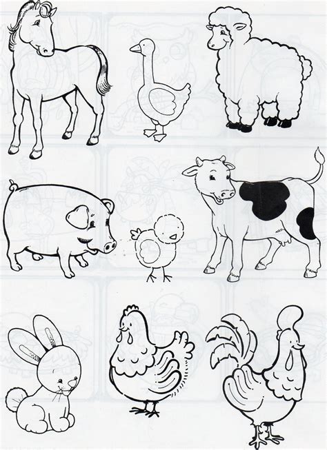Dibujos Para Colorear De Animales Viviparos Di Bujos Para Colorear