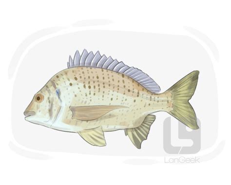 Definition And Meaning Of Bream Langeek