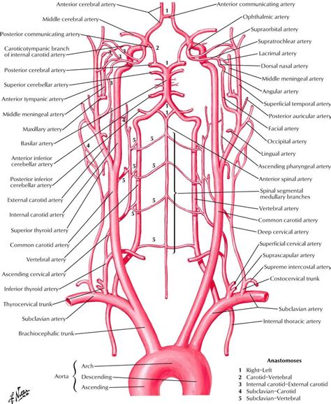 Arteries In Neck Diagram Major Arteries Of The Head And Neck Carotid