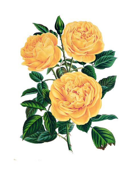 Retro Yellow Roses Illustration Transparent Png Stickpng