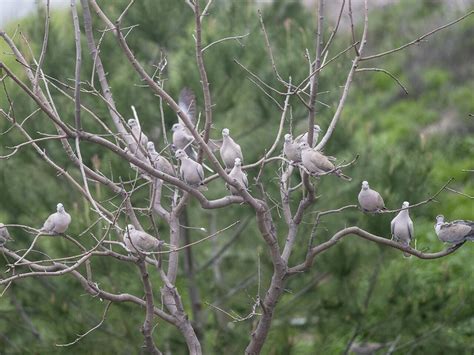 Eurasian Collared Dove Celebrate Urban Birds