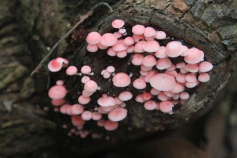 Pink Fungi On A Tree Trunk In Bukit Timah Bukit Timah Nature Reserve