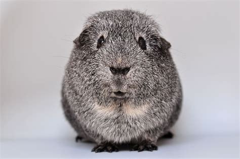 Gray White Rodent Guinea Pig Smooth Hair Agouti Silver From The