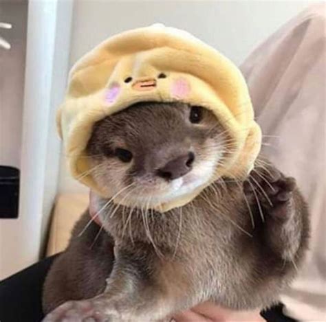 Pin By Phi ౨ৎ On ⚘pfps Otters Cute Cute Little Animals Cute Ferrets